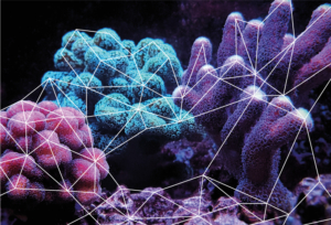 coral reef network